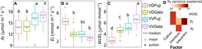 Contributions of leaf distribution and leaf functions to photosynthesis and water-use efficiency from leaf to canopy in apple: A comparison of interstocks and cultivars